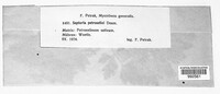 Septoria petroselini image